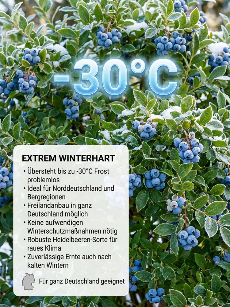 Bio-Blaubeerpflanze mit großen Früchten und hoher Ernte (Rückgabegarantie)