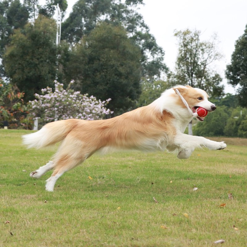 Teeth Cleaning Pet Interactive Tennis
