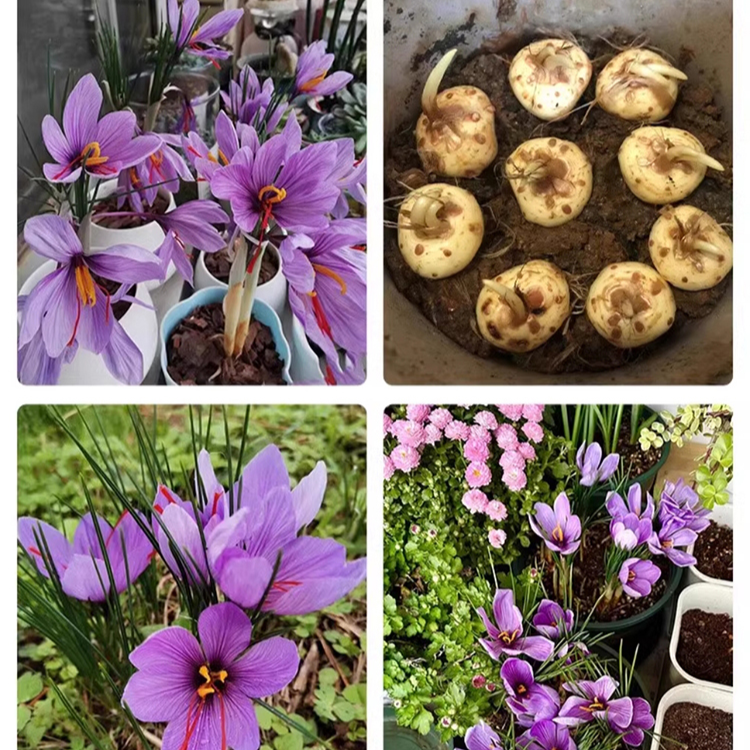 사프란 화분 식물