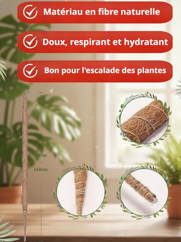 Tuteur pour Monstera favorisant la croissance verticale
