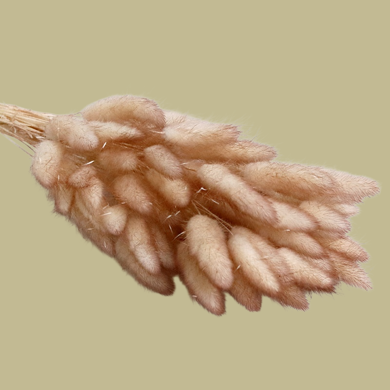 컬러 천연 강아지풀 꽃다발 