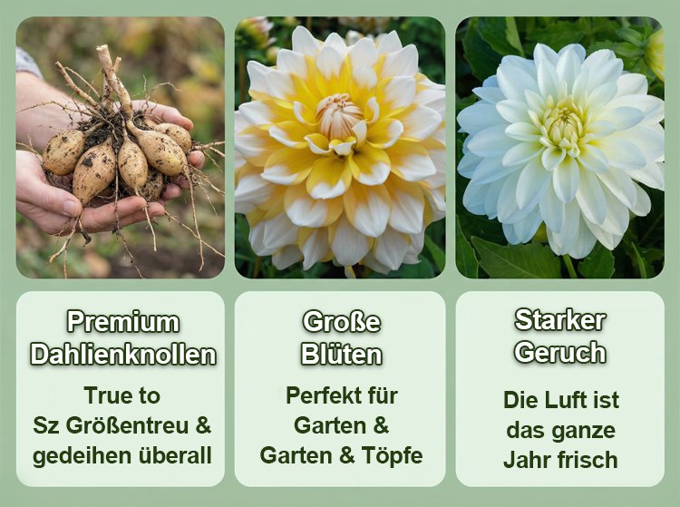 Ganzjähriger Blütenzauber mit Dahlien