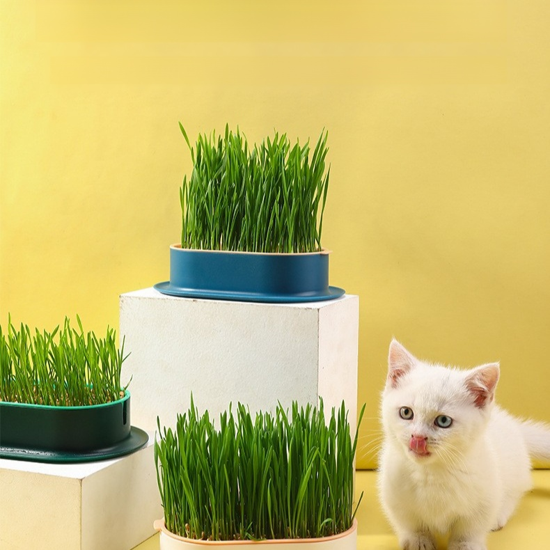 緑の植物の鉢