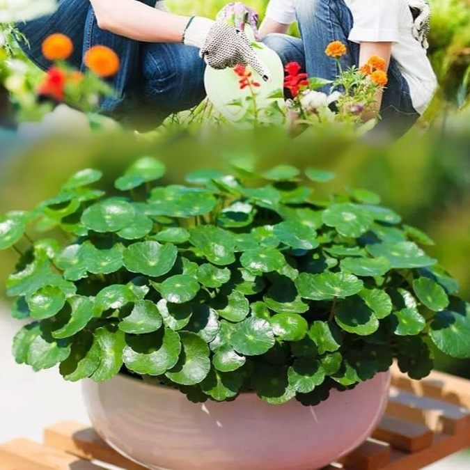 Lucky clover seeds for potted plants