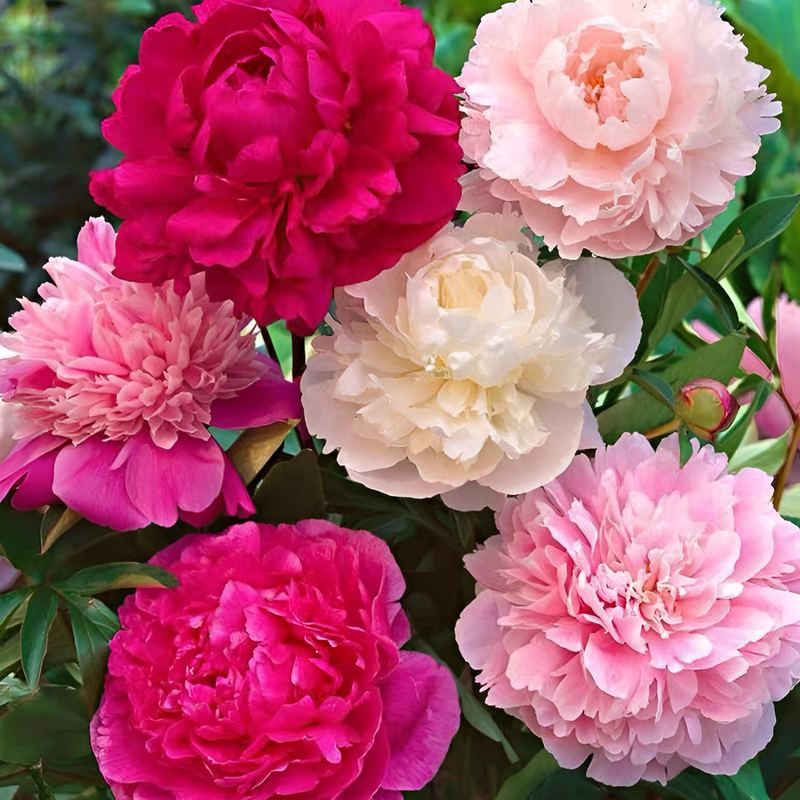 二重咲き芍薬の花種