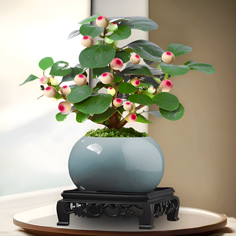 심신을 다스리는 보리향