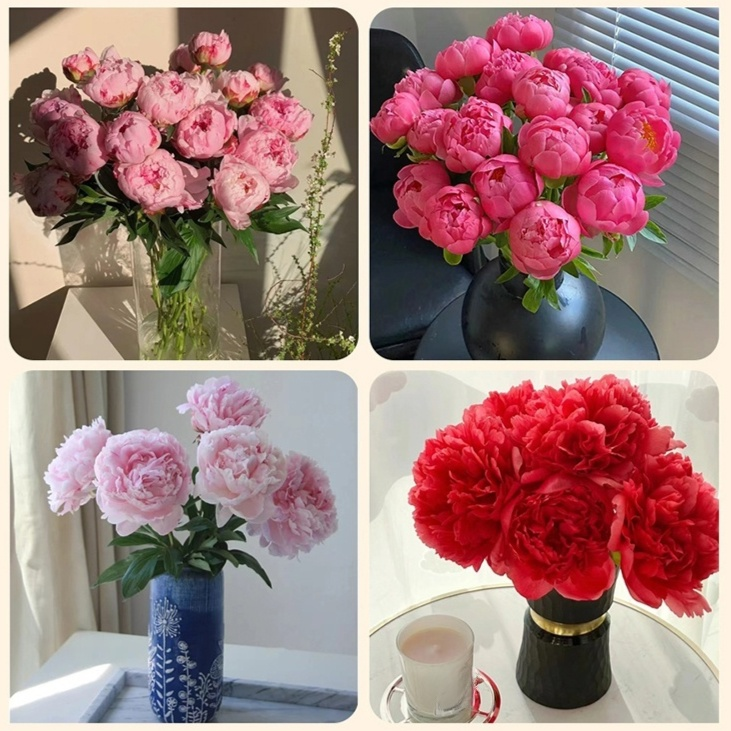 봄에 새로 심은 화분 속 작약