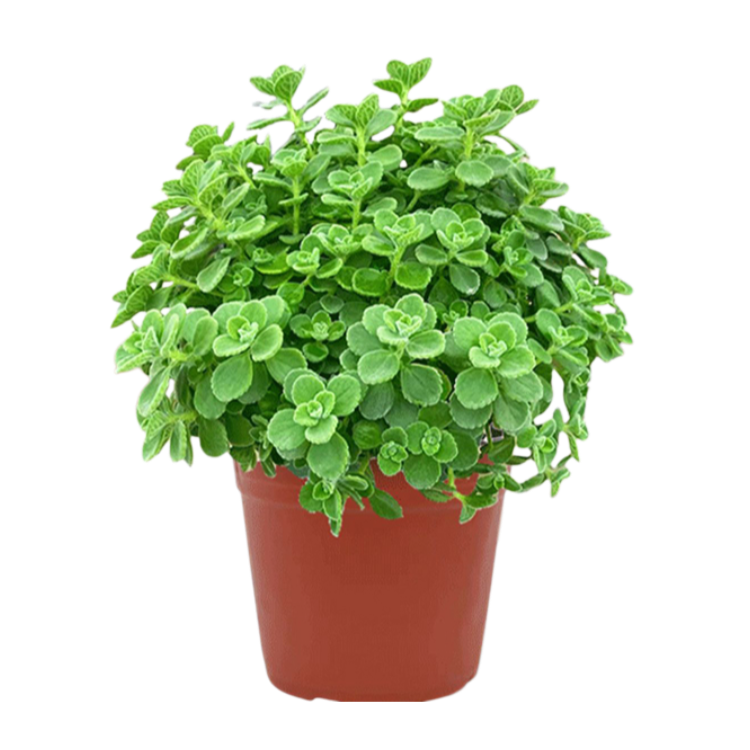 室內淨化碰碰香