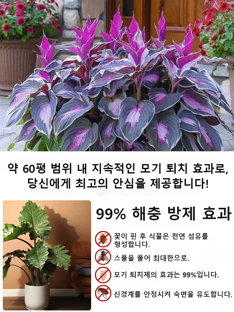 희귀 콜레우스 씨앗