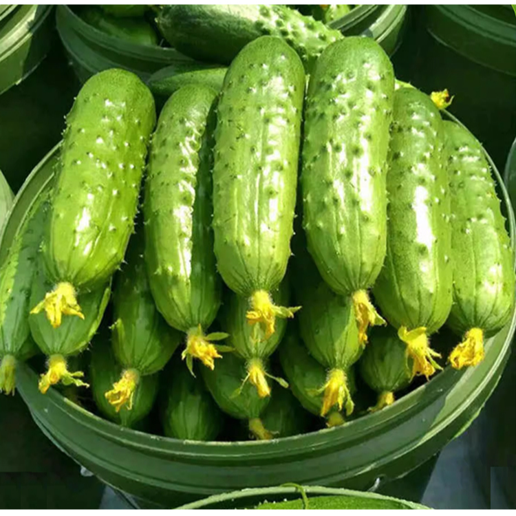 Semillas de pepino seco 