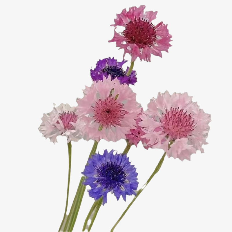 Blaue Kornblumensamen Kältebeständig Einfach zu pflegen Für Garten und Hof