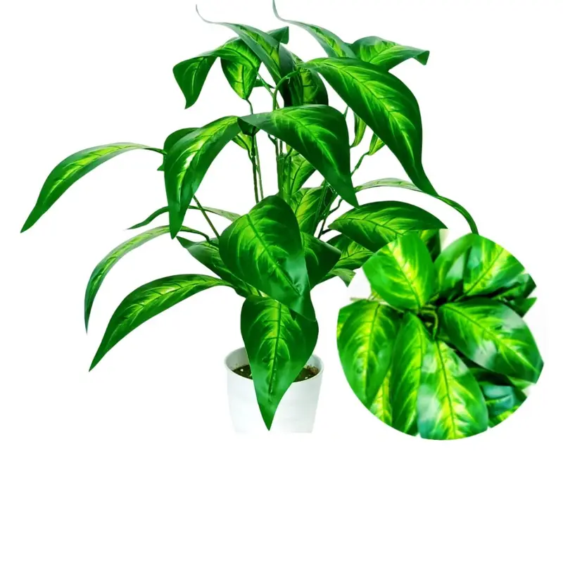 空気清浄植物 モンステラ・デリシオサ盆栽