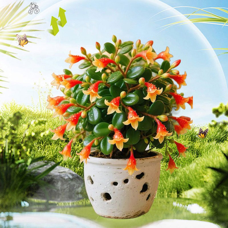 【蚊よけ】キンギョの花のつる蘭は寒さに耐え、熱に耐えてホルムアルデヒドを吸収し、生きやすい苗木を育てることができる