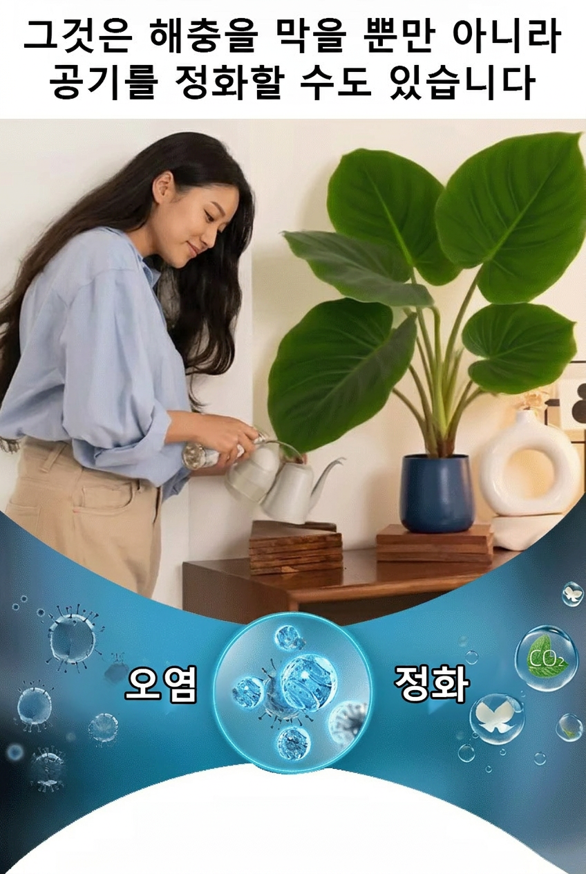 翻译件-HFH-稀有彩叶玉簪花种子-1286342_13.png