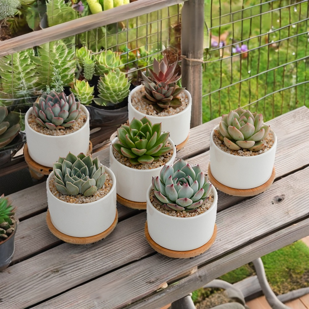 원형 보헤미안 세라믹 다육이 화분