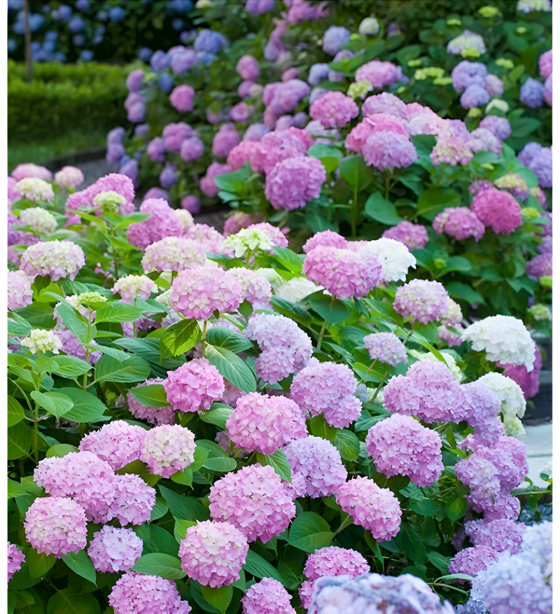 화분에 심은 수국