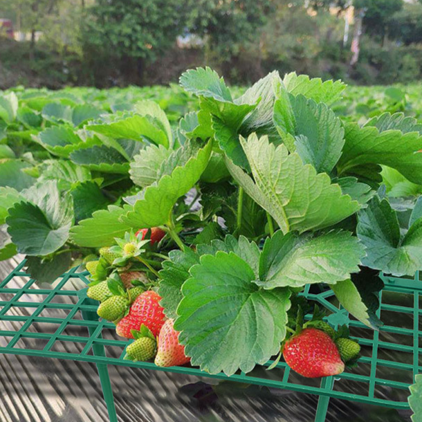 strawberry trellis