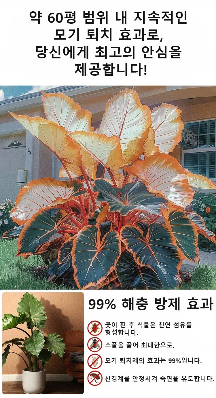 翻译件-HFH-稀有彩叶玉簪花种子-1286342_12.jpg