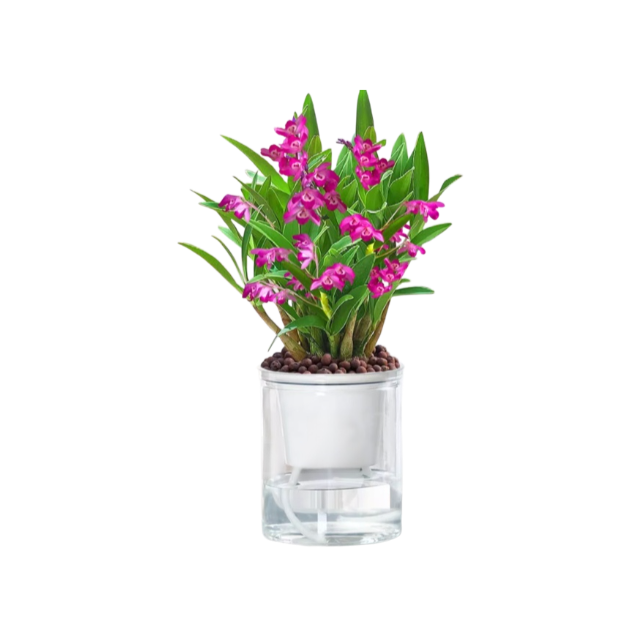 Potted Dendrobium Orchid