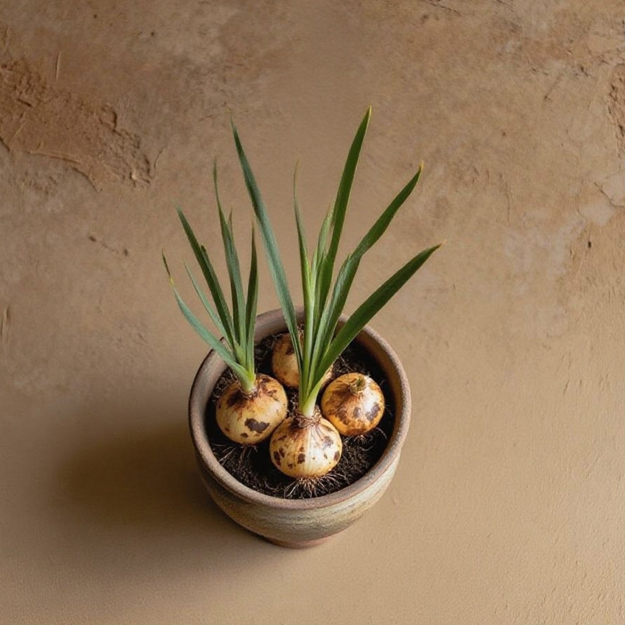 หัวพันธุ์ดอกกล้วยไม้ดาบหอมคุณภาพดีสำหรับปลูก