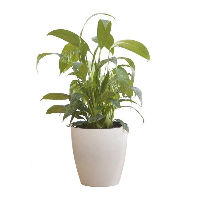 자동으로 화분에 물을 주다.