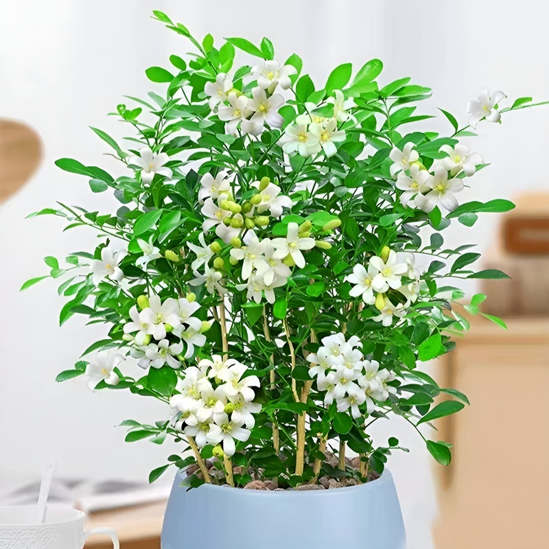 Mosquito repellent, strong fragrance, four season flowering, nine spice potted plant