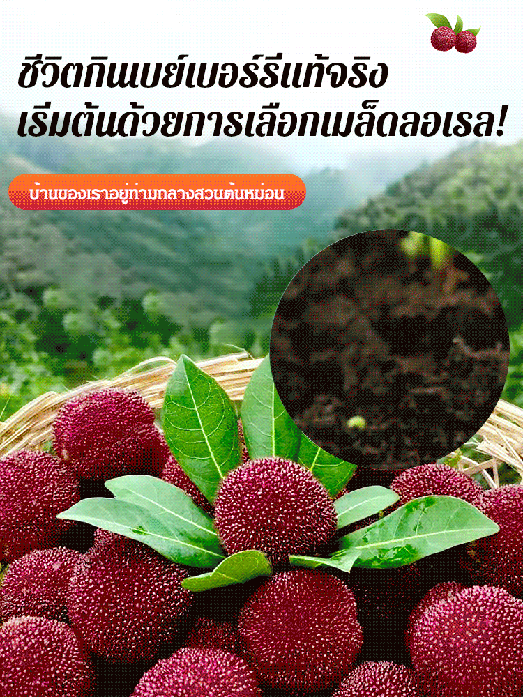 【ผลใหญ่กว่าลูกปิงปอง】เมล็ดหยางเหมยตงขุย