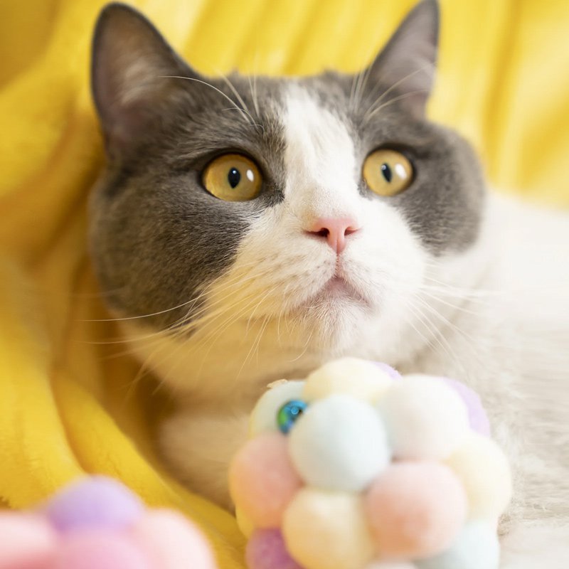 ของเล่นสัตว์เลี้ยงตุ๊กตาบอล