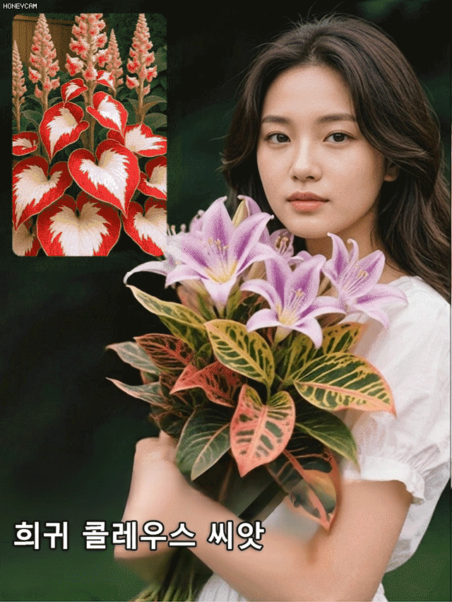 희귀 콜레우스 씨앗