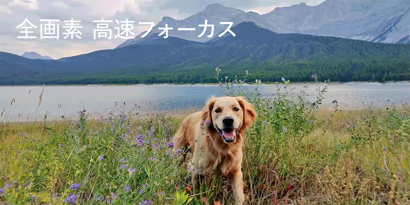op3_2.gif