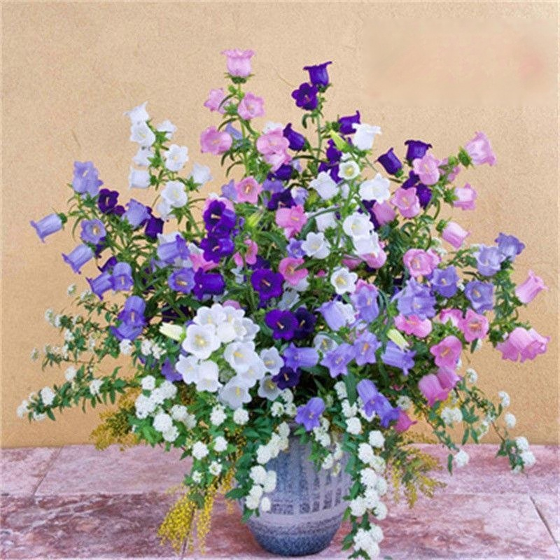 Campanula danesa de flor doble