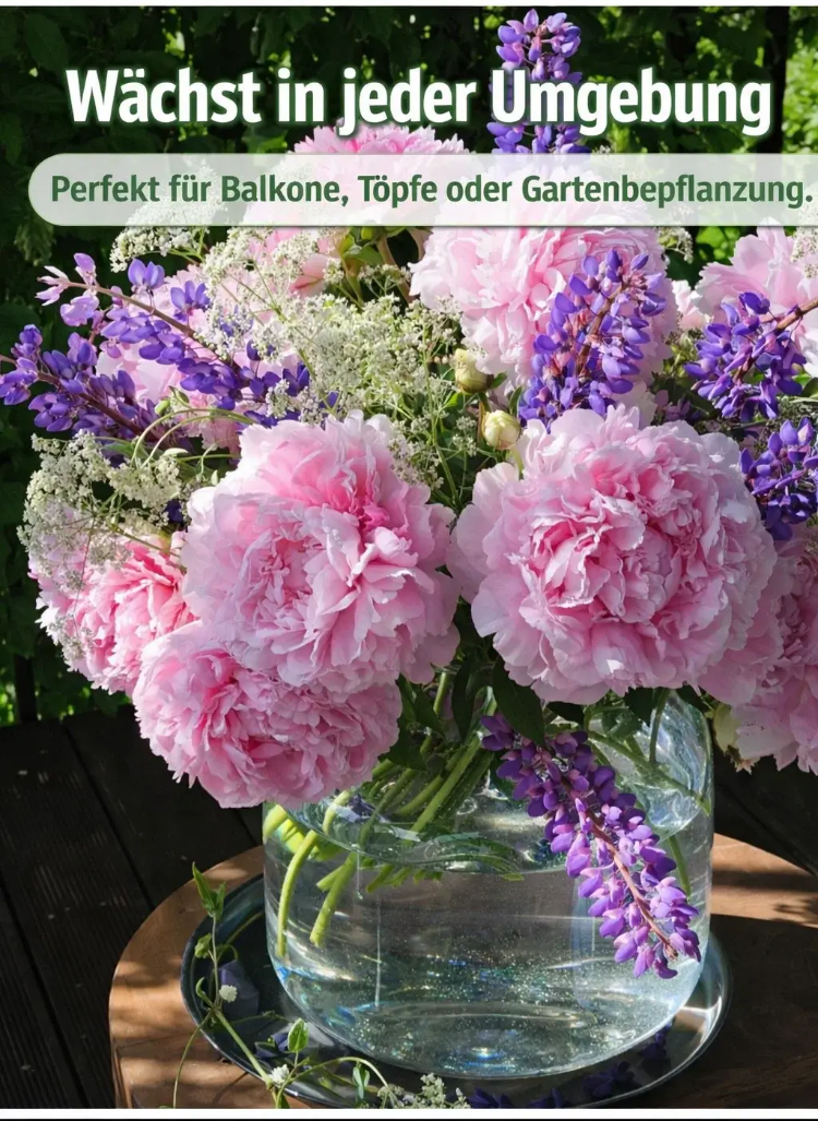 Vielfarbige Stockrosen am Gartenzaun