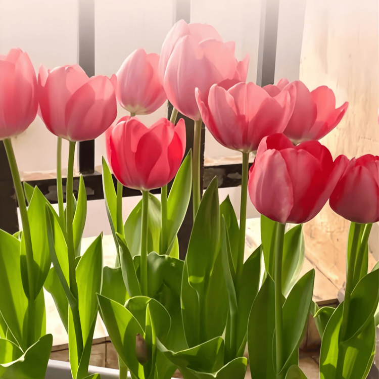 Balcony Tulip Bulbs for Planting