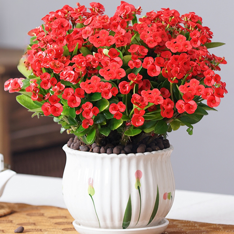 가시관나무 실내 분재