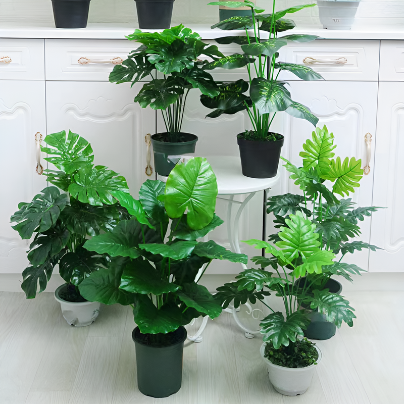 空気清浄植物 モンステラ・デリシオサ盆栽