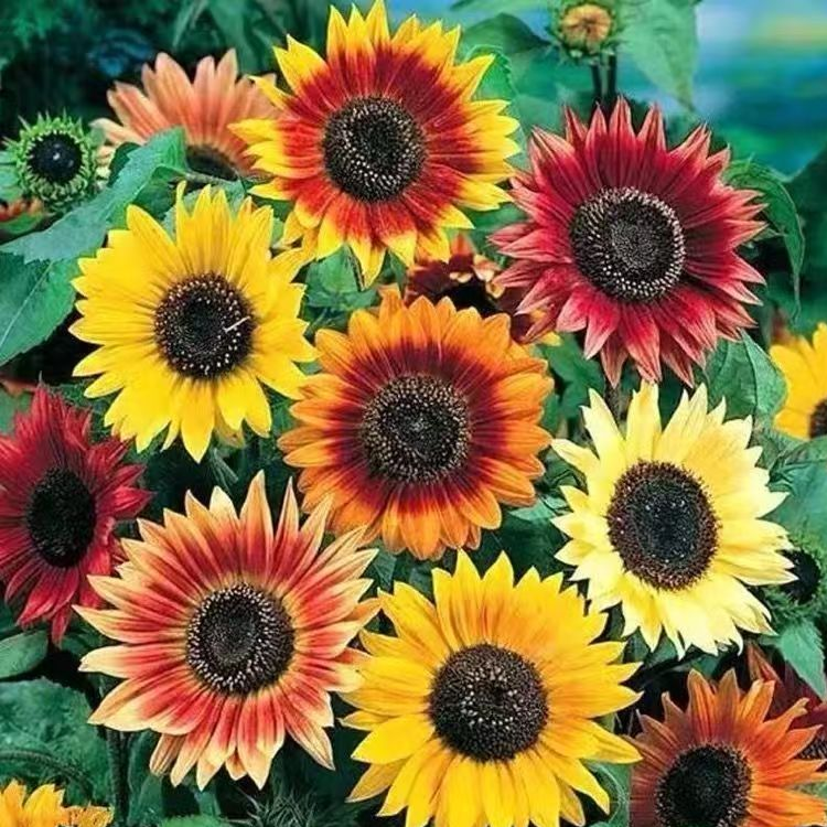 เมล็ดทานตะวัน เมล็ดทานตะวันแคระสีแดงหลากสี สำหรับตัดดอก