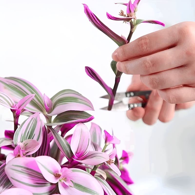 보라색 거미 식물