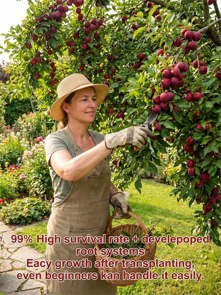 Australian Seedless Candied Red Plum Sapling [Guaranteed Alive or Refund]