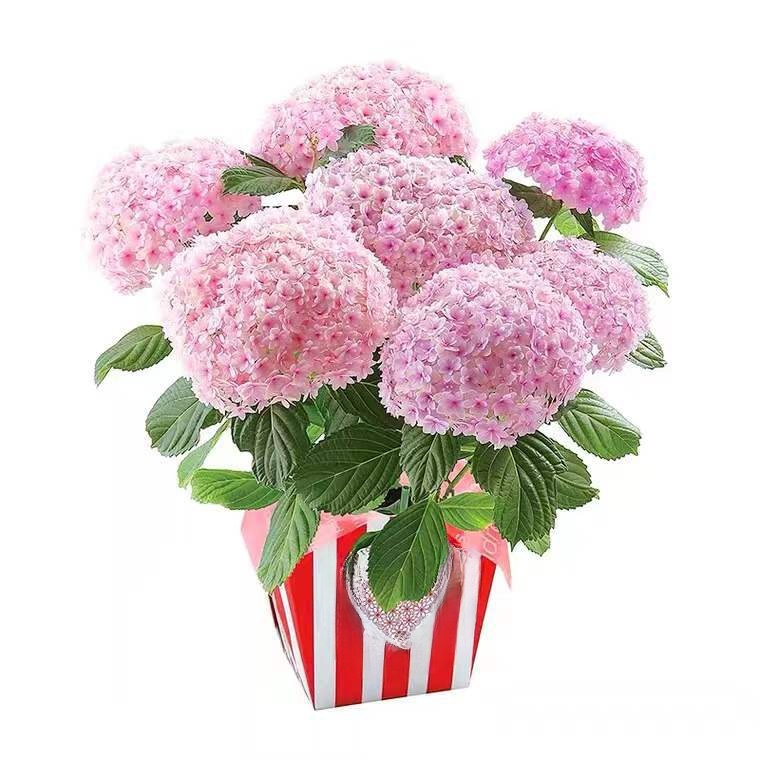 수국 화분 식물