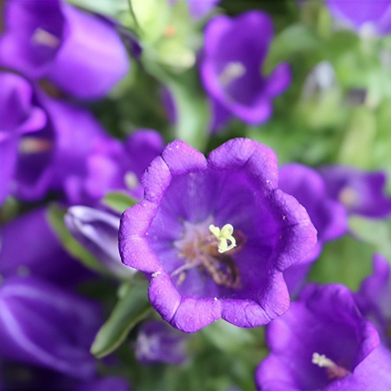 겹꽃 덴마크 벨플라워