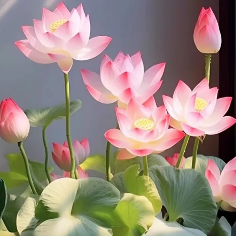 Water lily in a pot