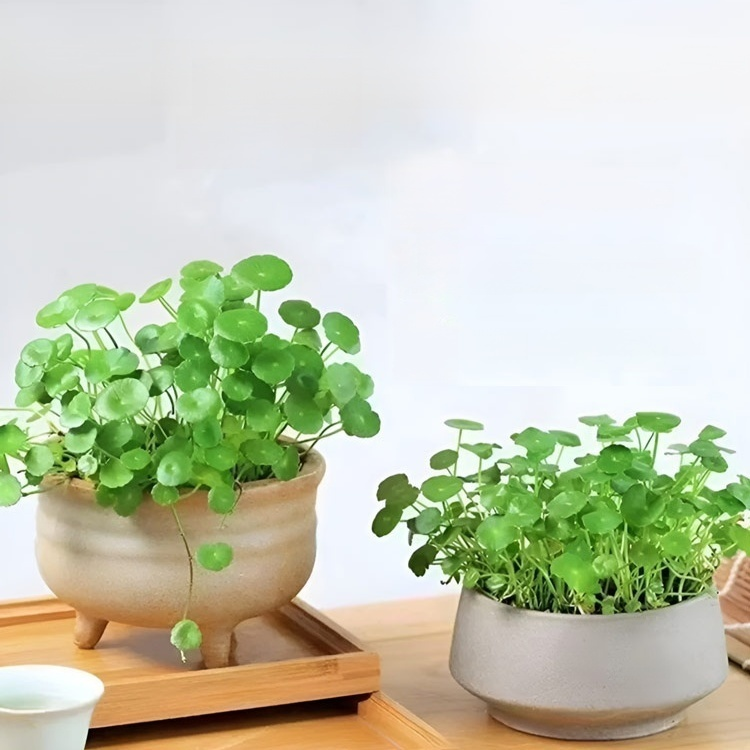 銅錢草種子