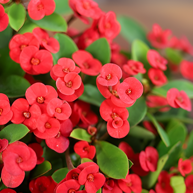 四季の開花虎刺梅盆栽