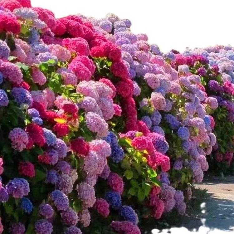 เมล็ดไฮเดรนเจียสำหรับปลูกในกระถาง ทั้งในร่มและกลางแจ้ง ไม้ดอกยืนต้น