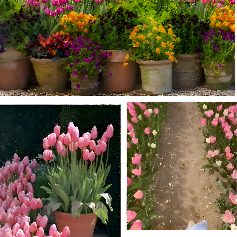사계절 피는 튤립 구근 묘목 화초 화분