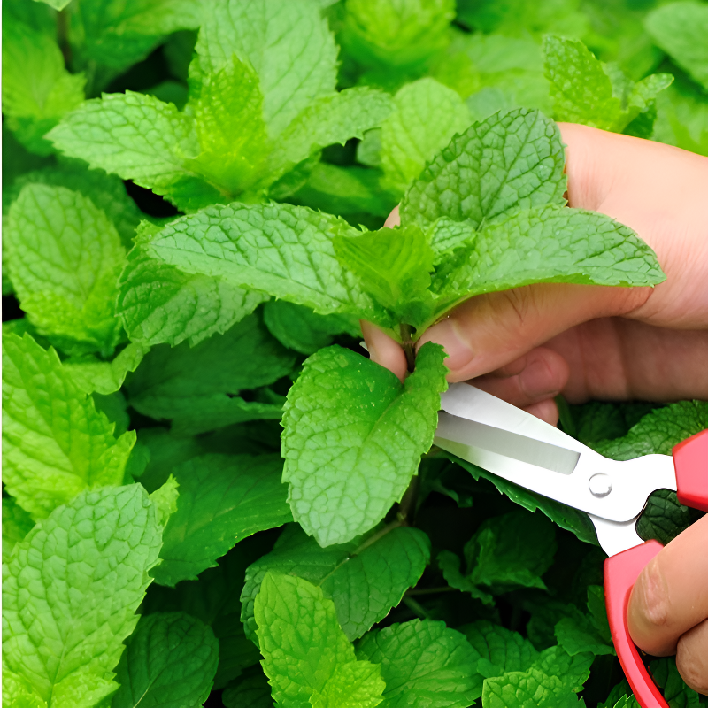 사계절 파종 가능한 모기 퇴치 허브 레몬 민트 씨앗 발코니 화분 재배