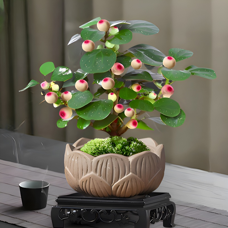 심신을 다스리는 보리향