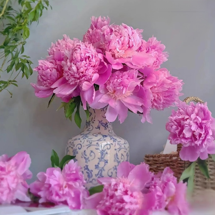 봄에 새로 심은 화분 속 작약