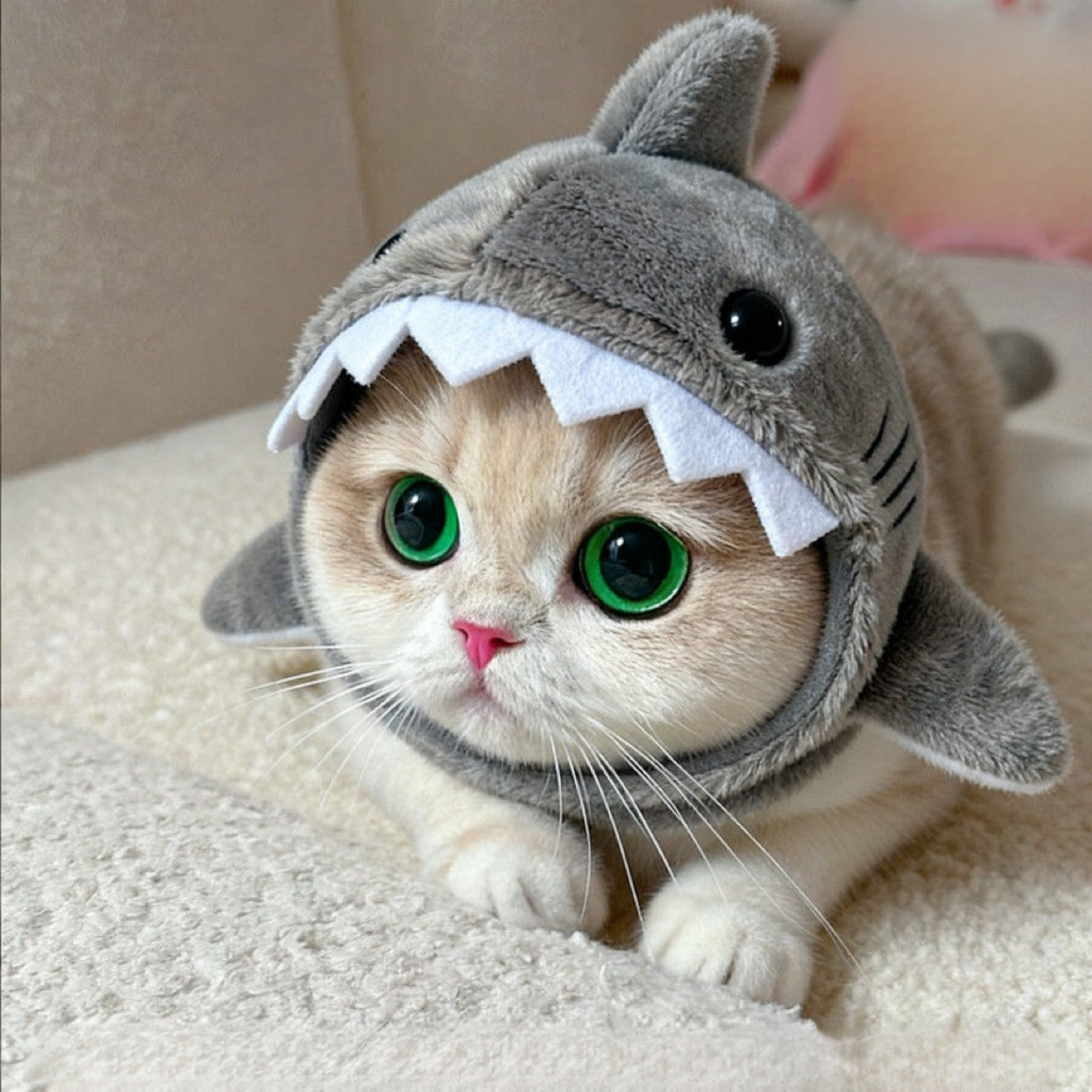 Shark Headband for Pet Cats