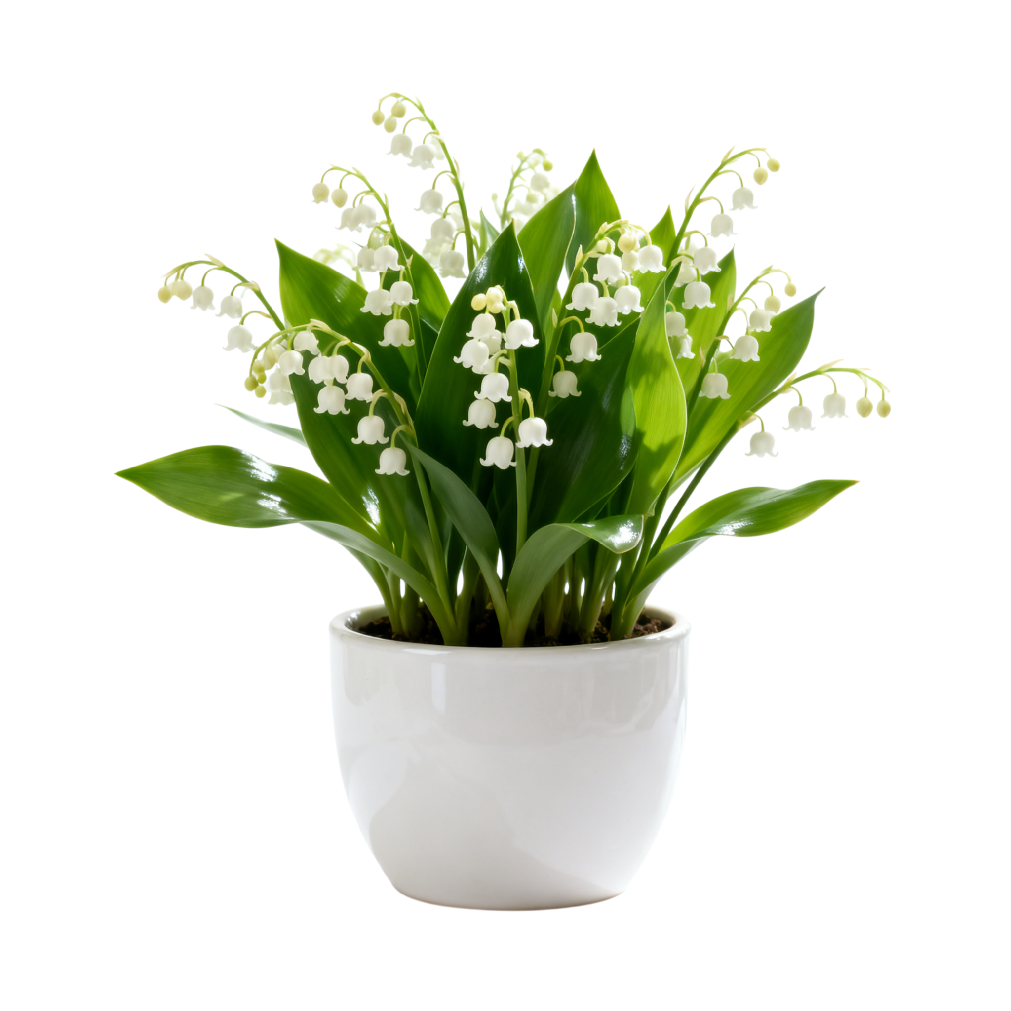 Perfume Suzuki bola de semillas